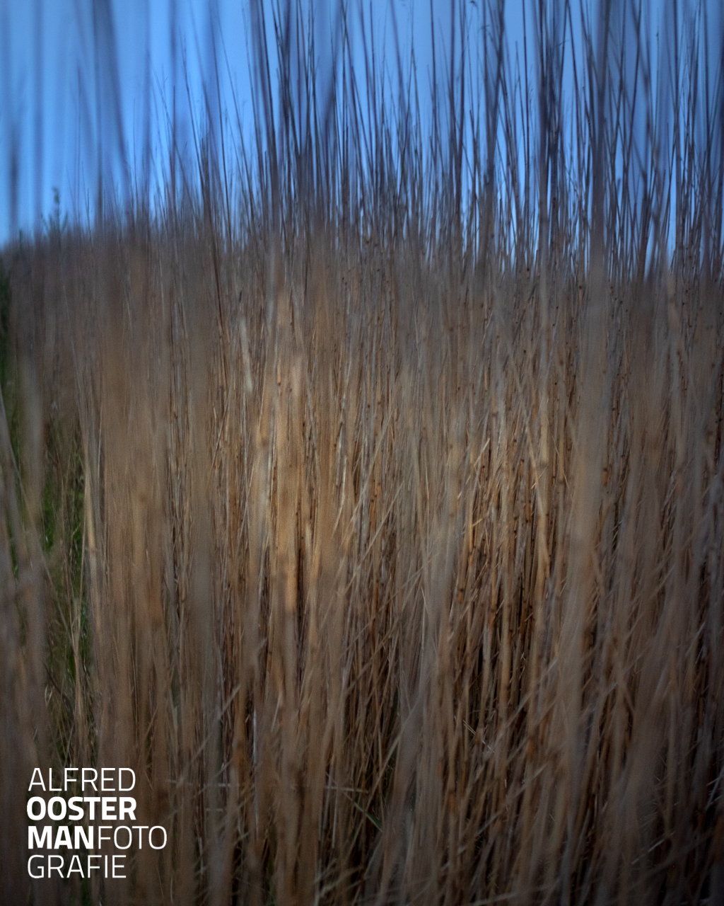 Ook 's morgens vroeg met weinig licht is het riet in de Onlanden de moeite waard om te zien. De wind duwt steeds tegen de stengels en het riet beweegt mee en keert weer terug. Een eindeloos spel tussen wind en riet.