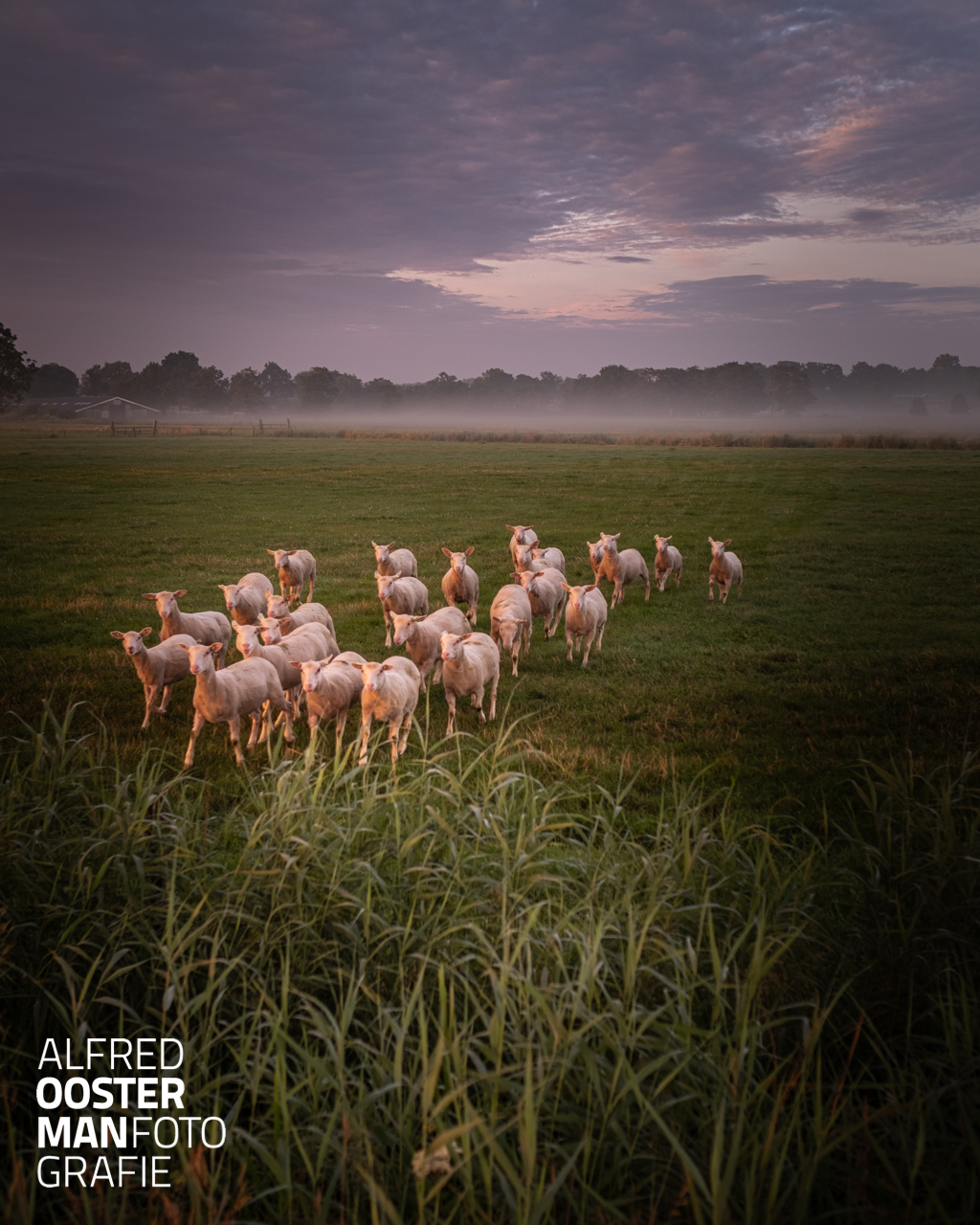 Schapen komen aangerend zodra ze me zien. Teleurgesteld druipen ze af als ze in de gaten krijgen dat ik niet de voederbak ga vullen.