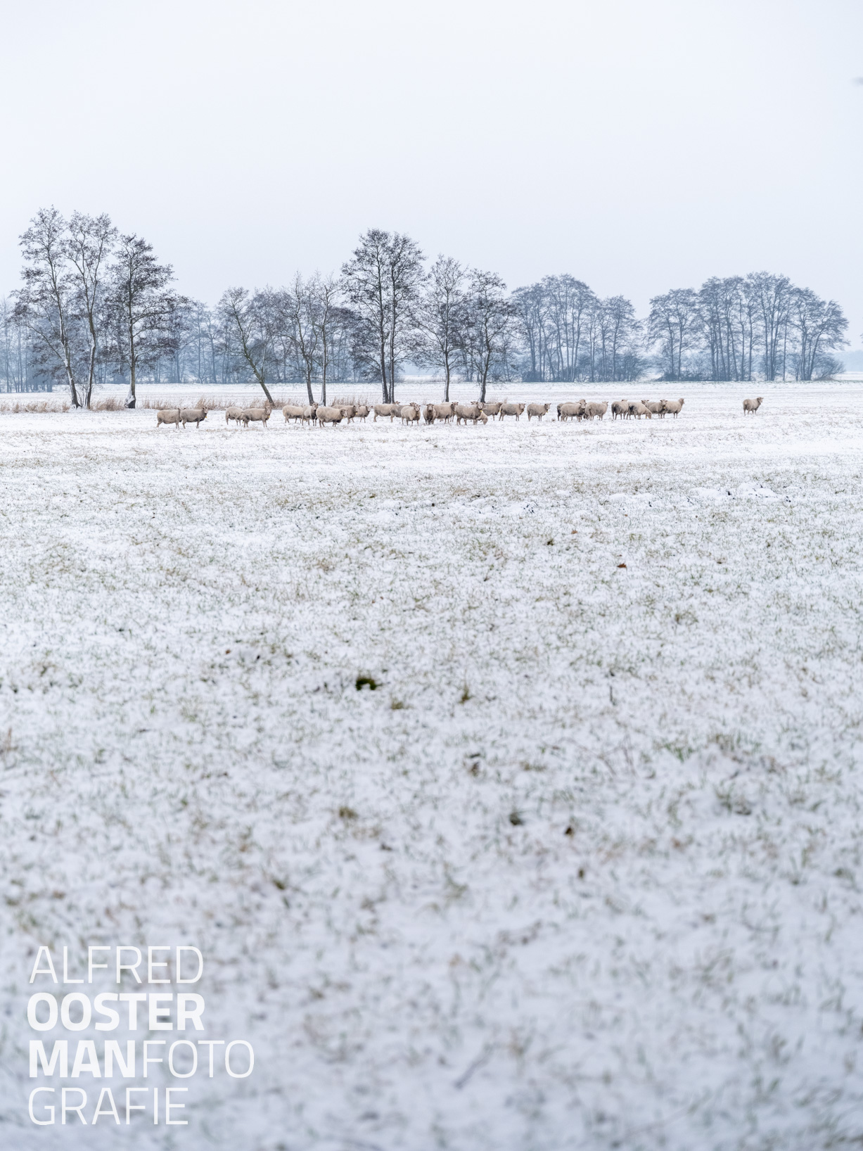 Winter in de Onlanden
